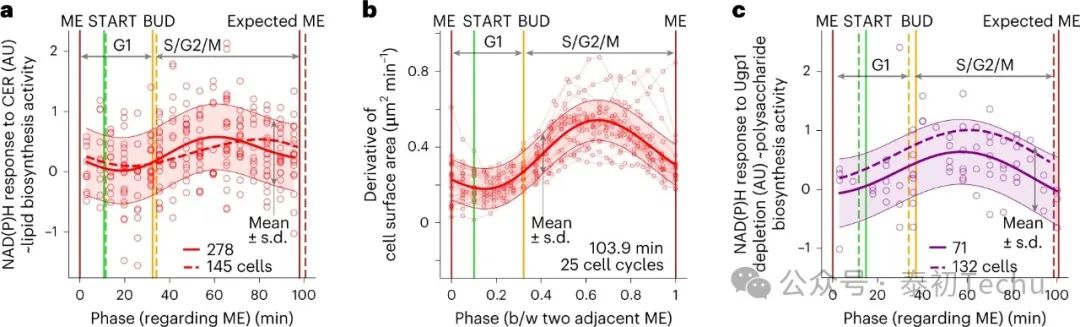 生物合成过程的时间分离是发芽酵母细胞周期中代谢振荡的原因