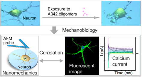 ACS Nano：Aβ42寡聚体与海马体神经元细胞作用机制