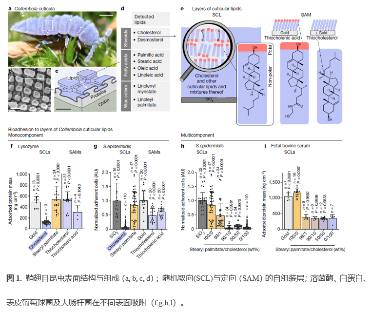 Nature: 原子力显微镜力谱揭示抗生物黏附的分子机理 胆固醇层熵斥力抵消生物粘附