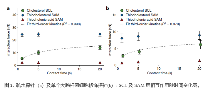 Nature: 原子力显微镜力谱揭示抗生物黏附的分子机理 胆固醇层熵斥力抵消生物粘附