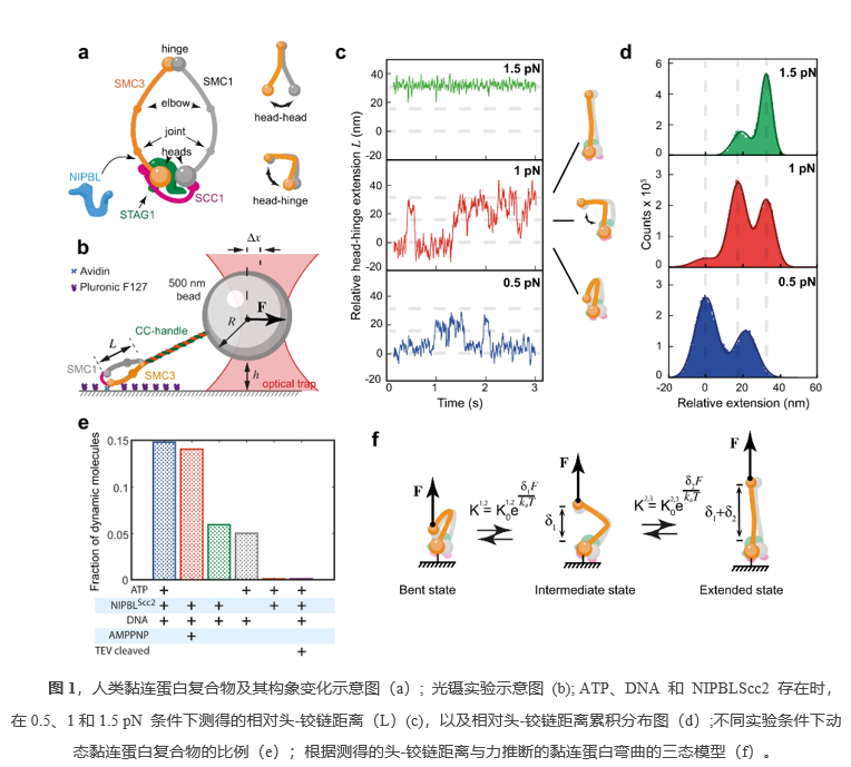 Nature Communications：利用光镊技术揭示黏连蛋白分子构象变化产生机械力的机制