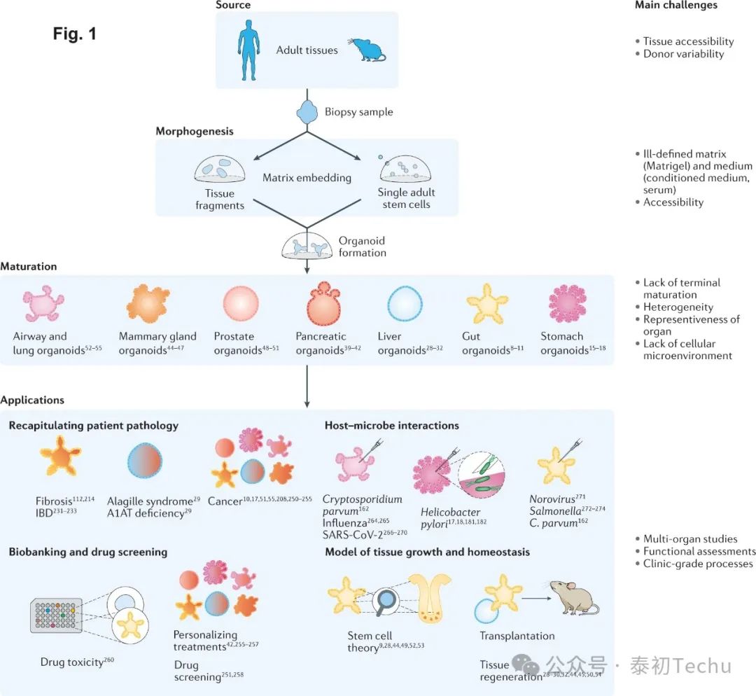 工程化类器官（Engineering Organoids）