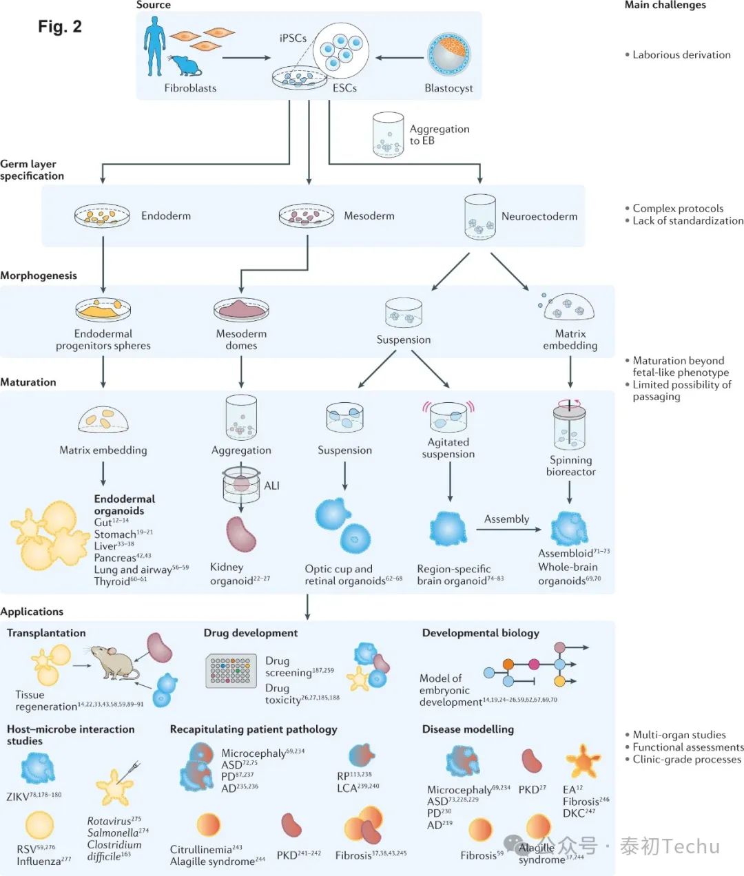 工程化类器官（Engineering Organoids）