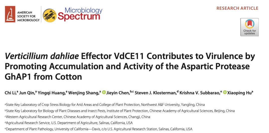 【文献速递】大丽轮枝菌效应子VdCE11通过促进棉花天冬氨酸蛋白酶GhAP1的积累和活性增强毒力